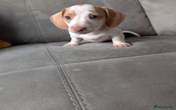 Miniature Dachshund dogs for sale: ✨ KC Piebald & Longhair Miniature Dachshund✨ - Image 2