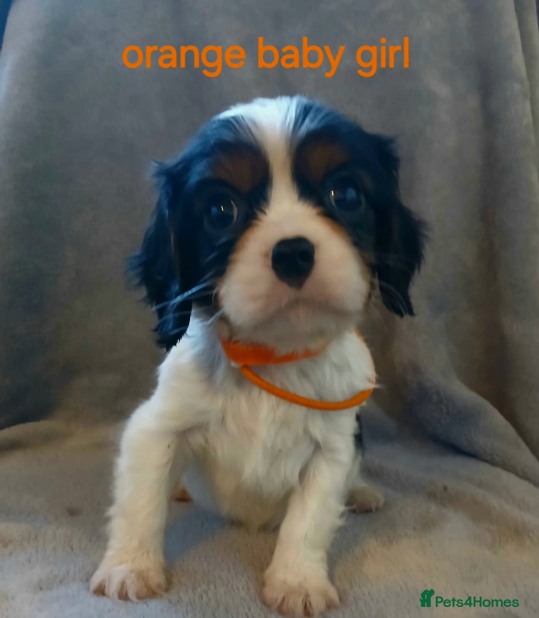 Cavalier King Charles Spaniel dogs for sale: Health tested Cavalier King Charles  - Advert 3