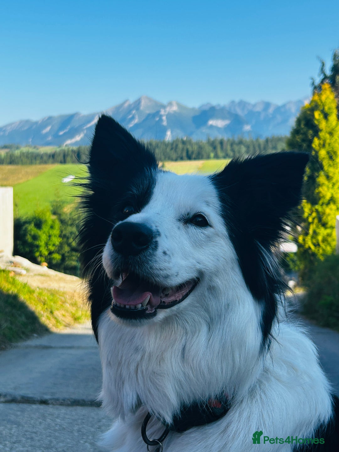 Border Collie dogs for sale: 5⭐️breeder KC DNA tested champions border collie  - Advert 6