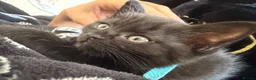 Persian cats for sale: Black miniature long haired Persian mixed kittens in Liverpool - Advert 3
