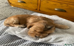 Cocker Spaniel dogs for sale: KC Sable show type Cocker spaniel puppies - Image 9