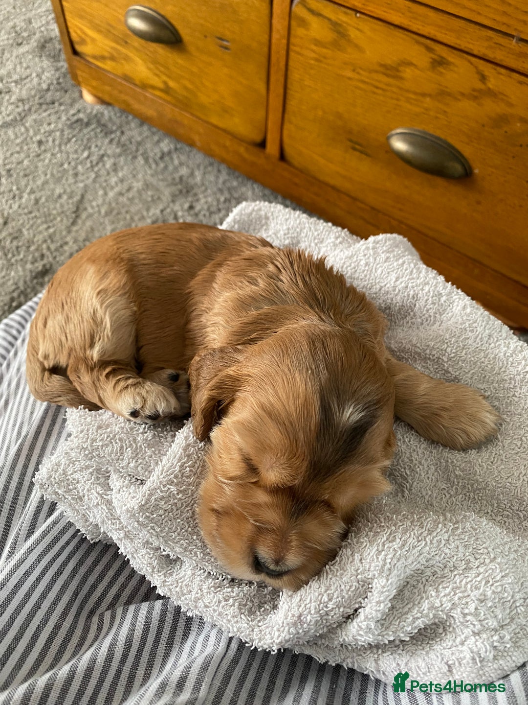 Cocker Spaniel dogs for sale: KC Sable show type Cocker spaniel puppies - Image 9
