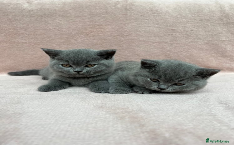 British Shorthair cats for sale - Advert 1