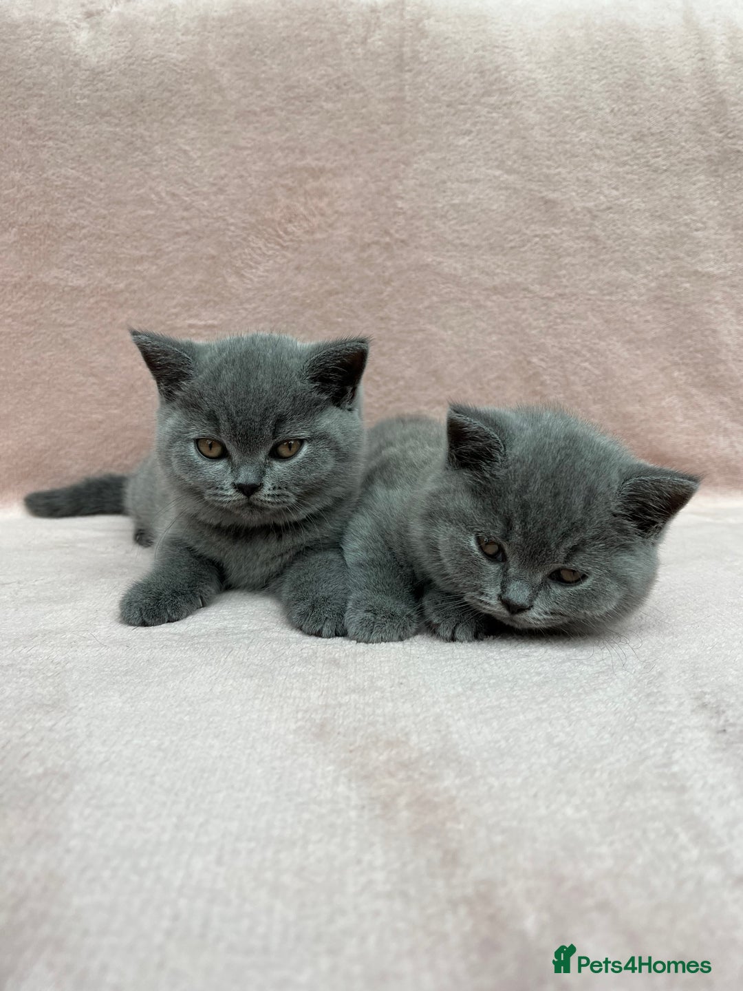 British Shorthair cats for sale: London: GCCF Pedigree British Blue Shorthair Girls - Image 1