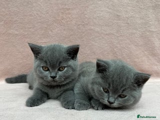 British Shorthair cats - Advert 12
