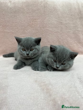 British Shorthair cats - Advert 11