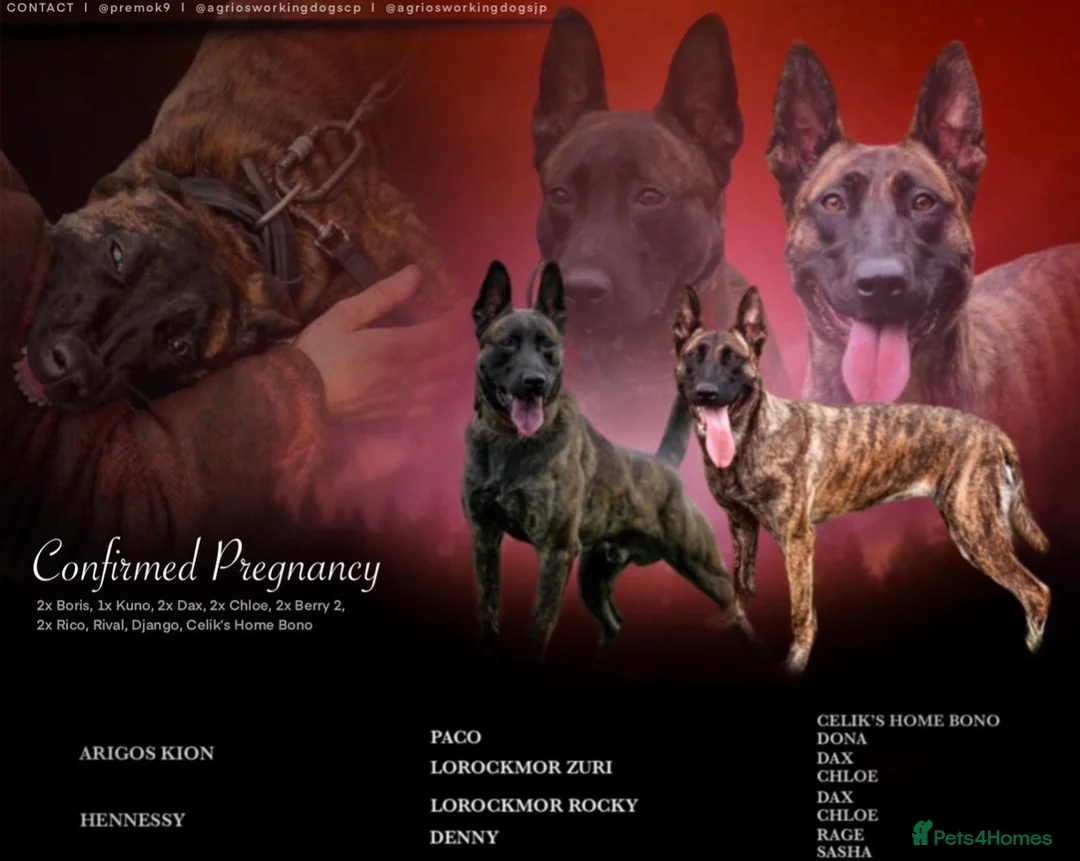 Belgian Shepherd Dog dogs for sale: Dutch Herders - Advert 10
