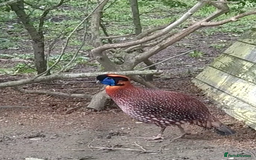 Pheasants poultry for sale: Temmincks Tragopan - Image 2