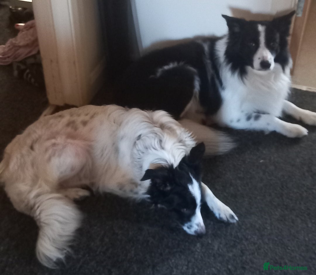 Border Collie dogs for sale: Beautiful Border Collie pups - Image 17