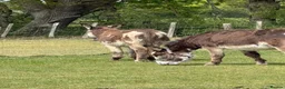 Donkey livestock for sale: Ben and Jerry, bonded gelding donkeys - Advert 4