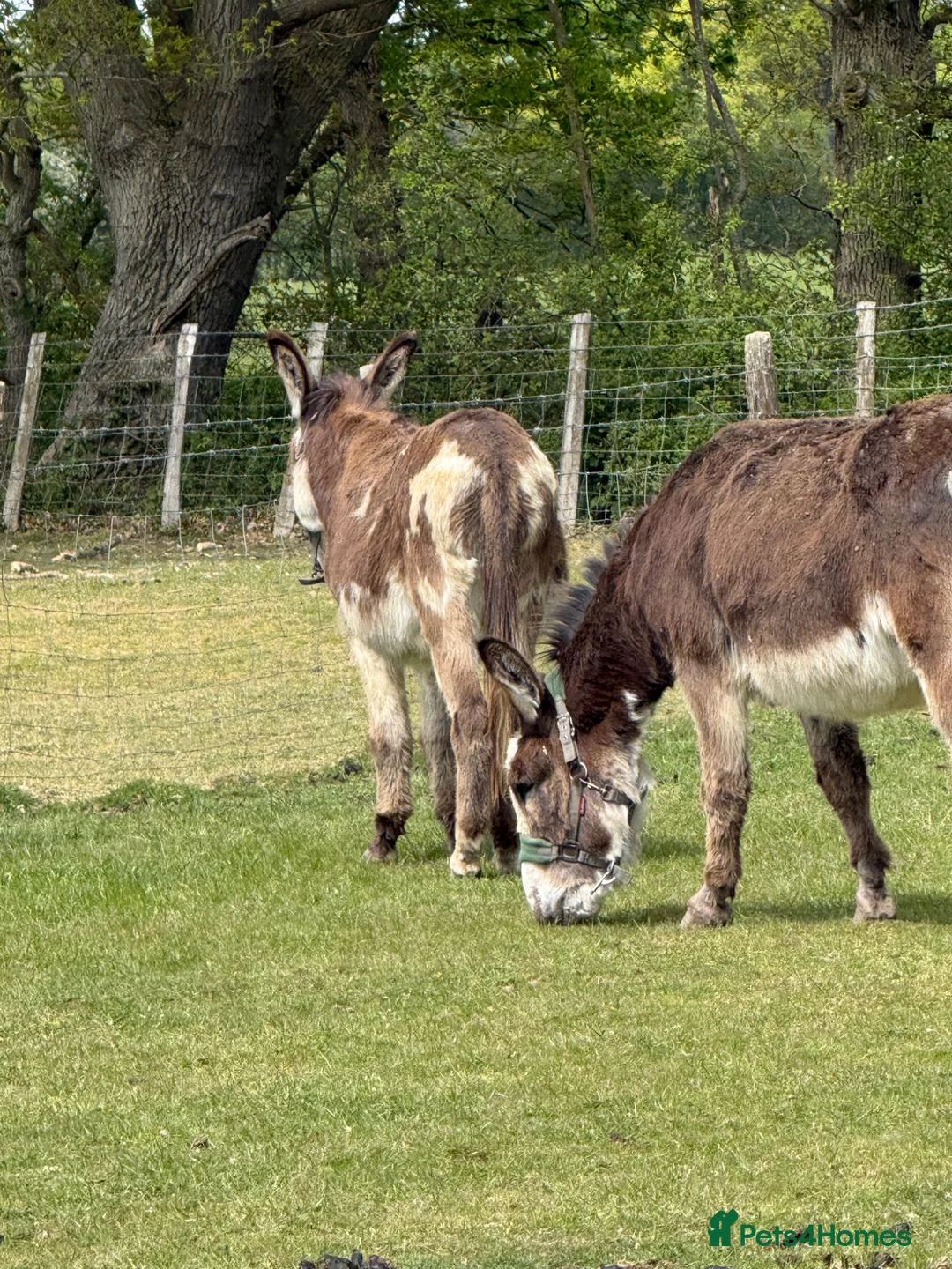 Donkey livestock for sale: Ben and Jerry, bonded gelding donkeys - Advert 4