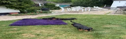 Miniature Dachshund dogs for sale: Miniature dachshund puppies  in Winchester - Advert 13