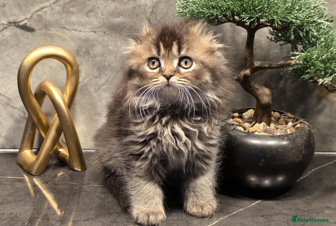 Scottish Fold cats for sale: Four wonderful Scottish Fold/straight kittens - Advert 13
