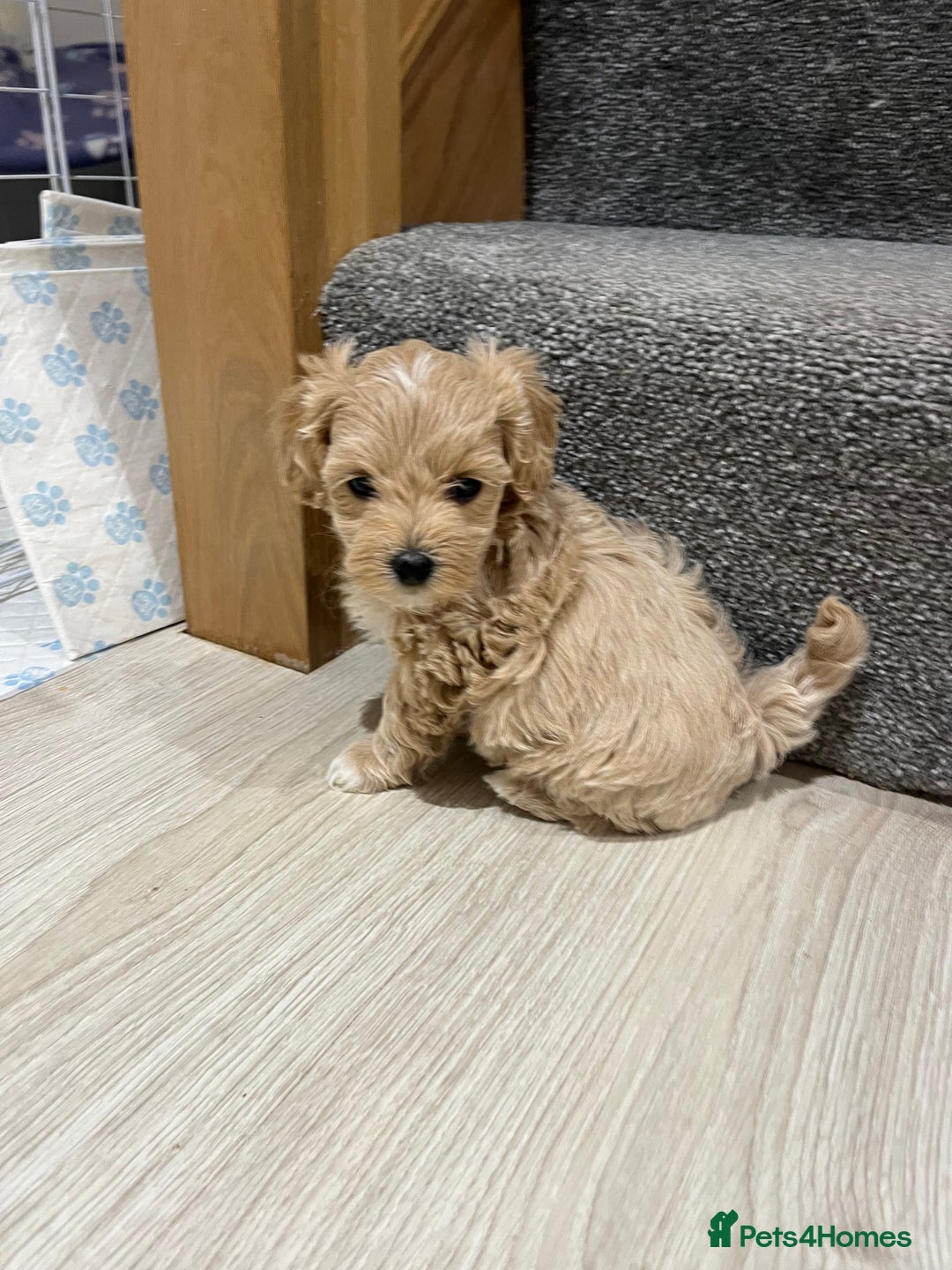 Maltipoo dogs for sale: Gorgeous Maltipoo Pups looking for their new home  - Advert 4