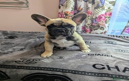 French Bulldog dogs for sale: Gorgeous boy - Image 3