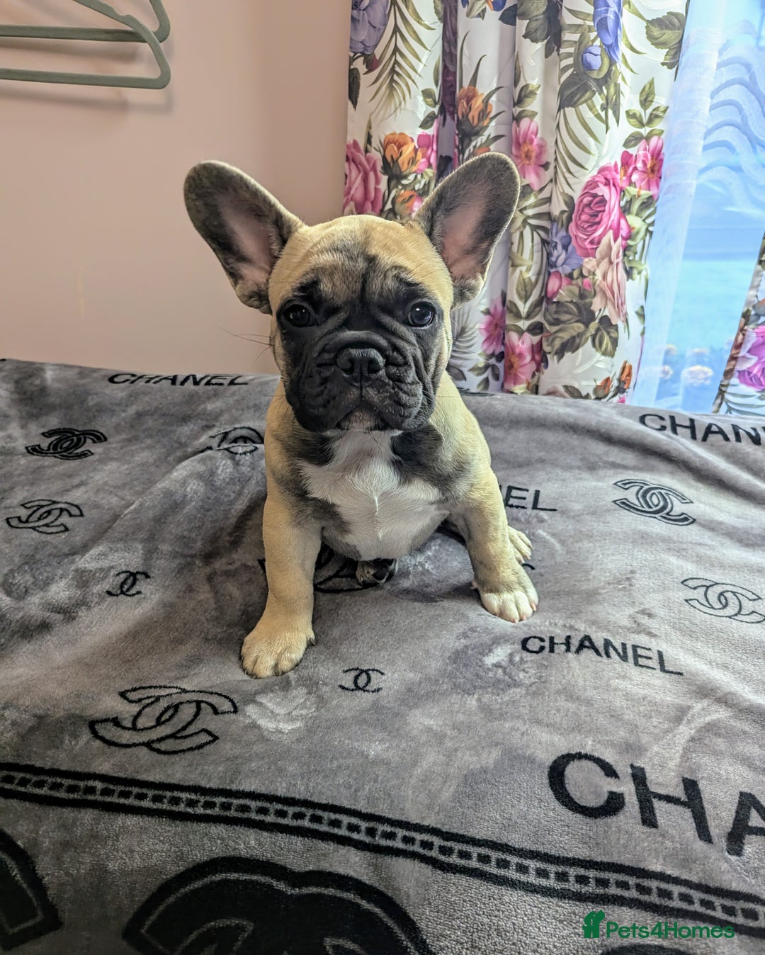 French Bulldog dogs for sale: Gorgeous boy - Image 3