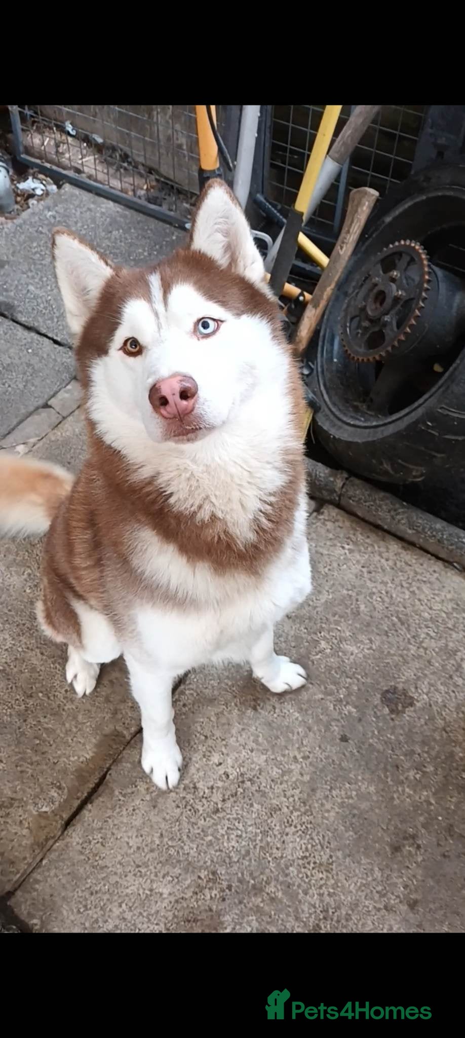 Siberian Husky dogs Nero  - Advert 3