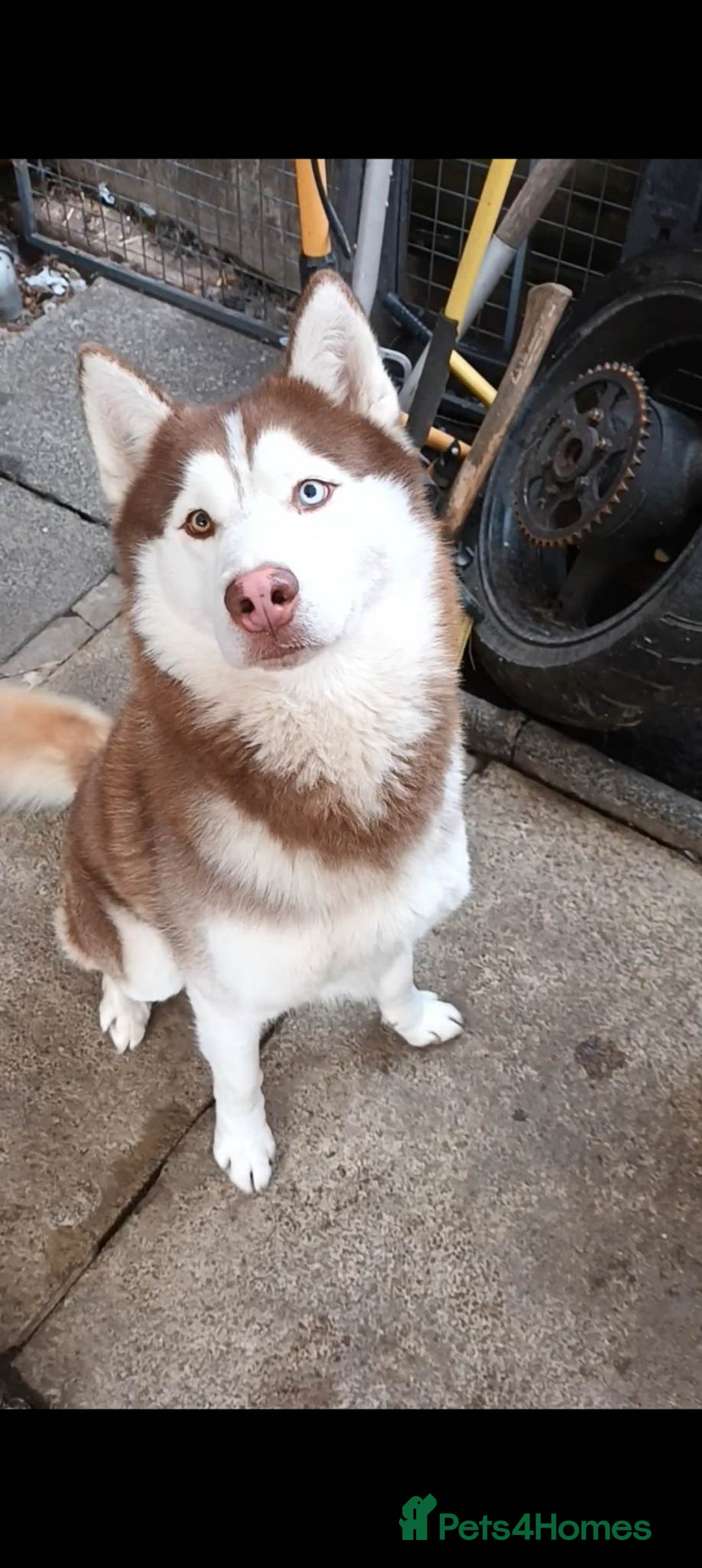 Siberian Husky dogs for stud: Nero  - Advert 1