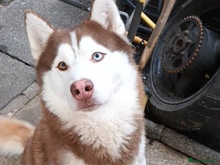 Siberian Husky dogs Nero - Advert 1