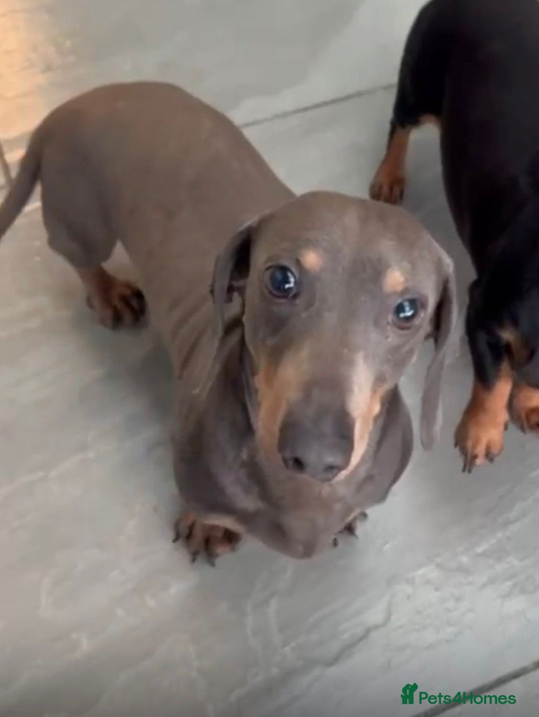 Dachshund dogs for sale: Mini Dachshund boy Slinky - Advert 2
