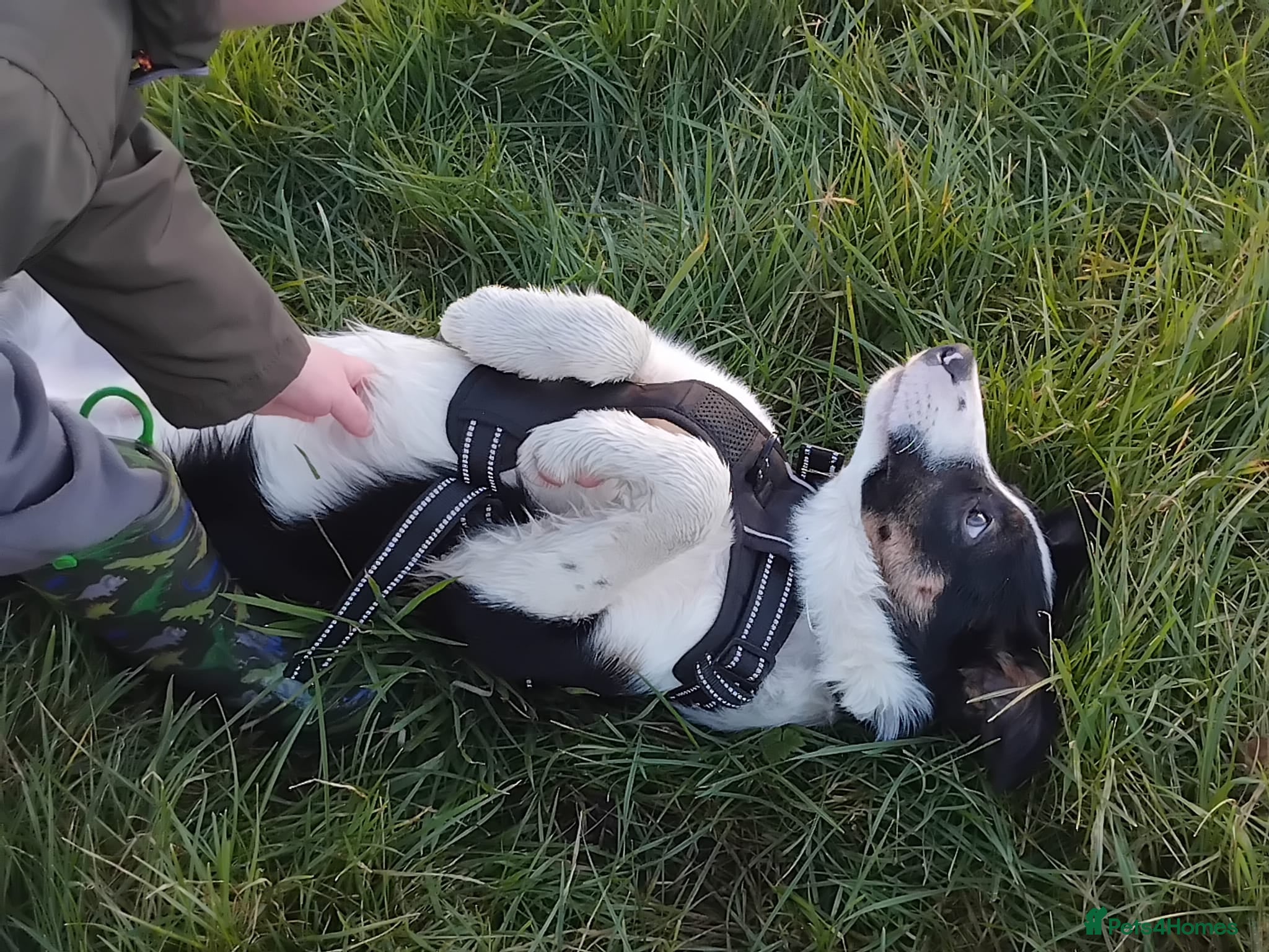 Border Collie dogs Collie for homing - Advert 2