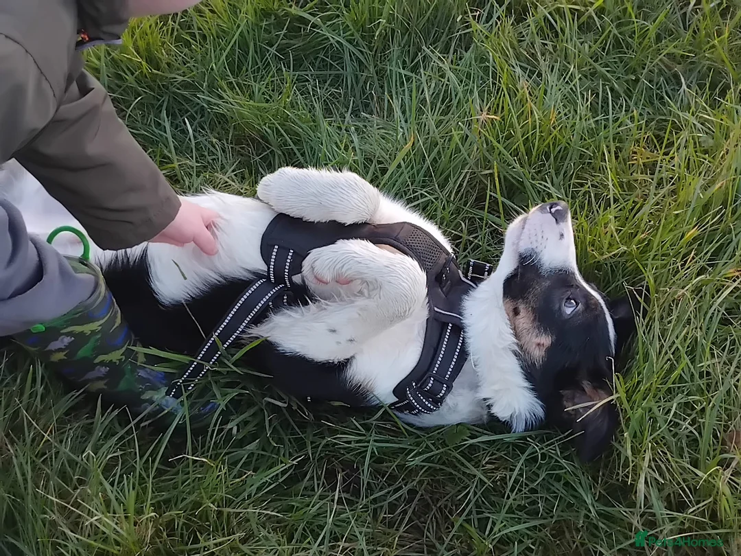 Border Collie dogs for sale: Collie for homing - Advert 2