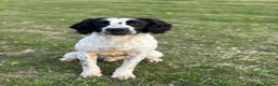 English Springer Spaniel dogs for stud: Sarge- proven and fully DNA tested STUD in Devizes - Advert 4