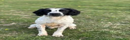 English Springer Spaniel dogs for stud: Sarge- proven and fully DNA tested STUD in Devizes - Advert 4
