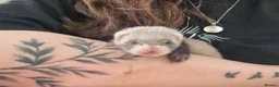 Ferret rodents for sale: Ferret kits looking for forever homes - Advert 1