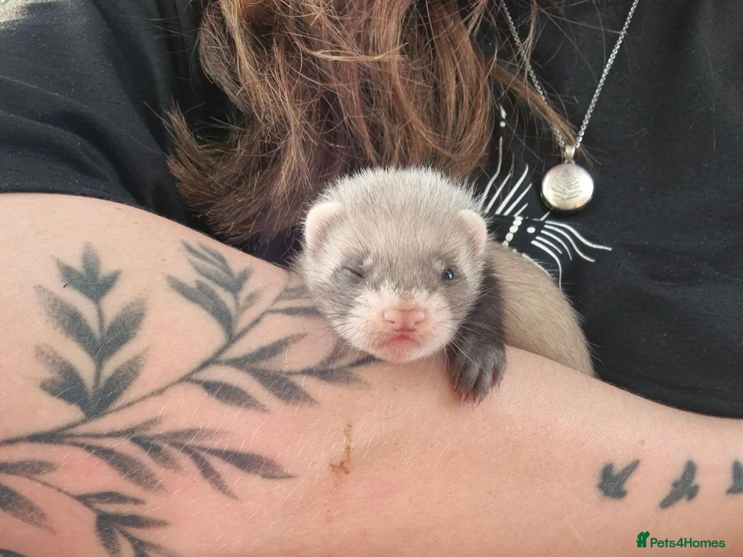 Ferret rodents for sale: Ferret kits looking for forever homes - Advert 1