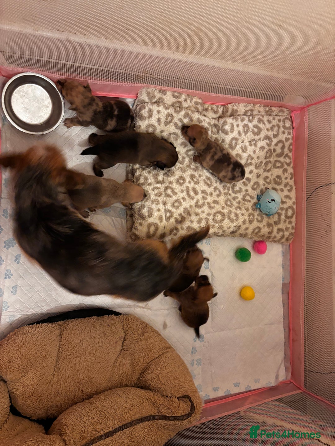 Chorkie dogs for sale: 2 male chorkie puppies for sale - Advert 9