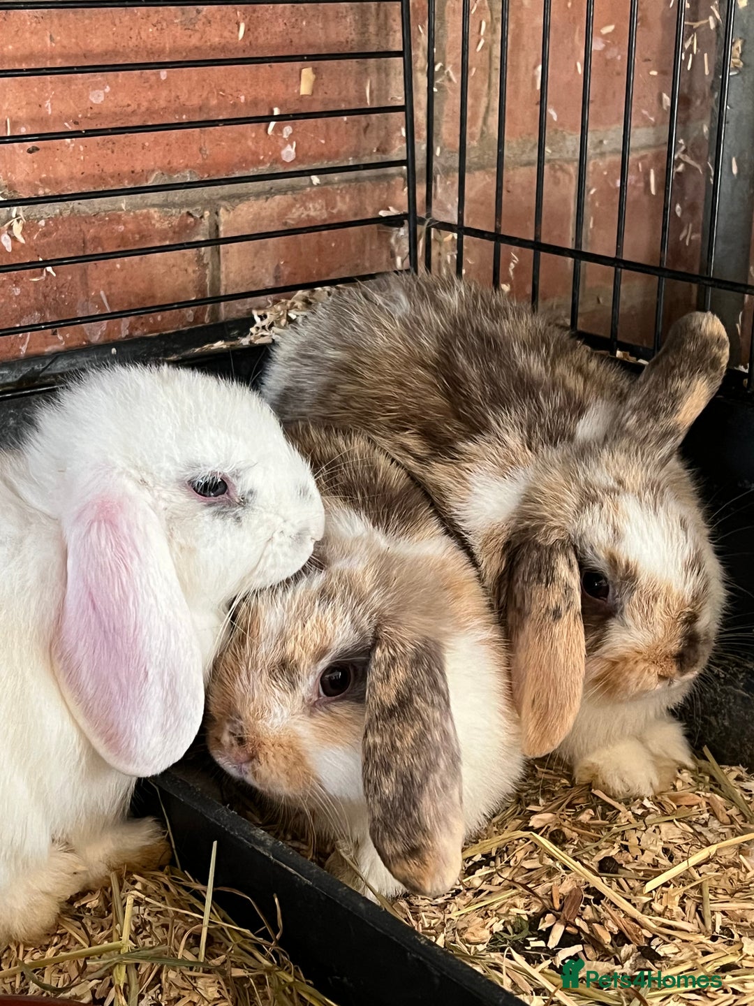 Mini Lop rabbits for sale: Mini Lop Baby Boys - Image 19