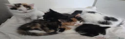 Mixed Breed cats for sale: Gorgeous mixed kittens 🥰 - Advert 1
