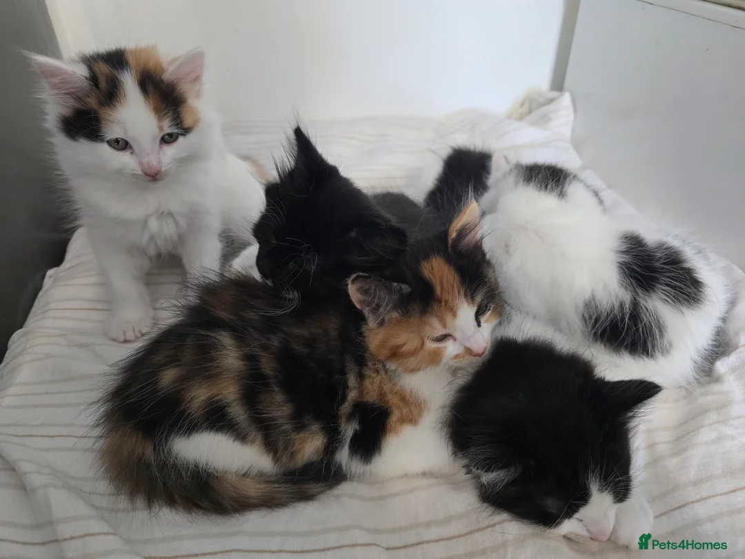 Mixed Breed cats for sale: Gorgeous mixed kittens 🥰 - Advert 1