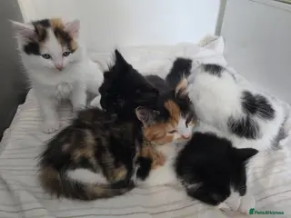 Mixed Breed cats Gorgeous mixed kittens 🥰 - Advert 2