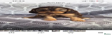 Cockapoo 6