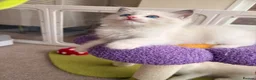 Ragdoll cats for sale: Gorgeous Tica registered Ragdoll kittens 1 girl  - Advert 21