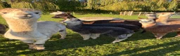 Alpaca livestock for sale: Beautiful BAS Registered Baby Alpacas For Sale! - Advert 8