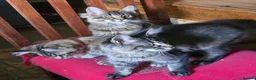 Maine Coon cats for sale: Big Strong Maine Coon Kittens - Advert 13