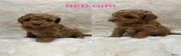 Cavapoochon dogs for sale: CAVAPOOCHON PUPPY GIRLS/BOYS HEALTH TESTED - Advert 14