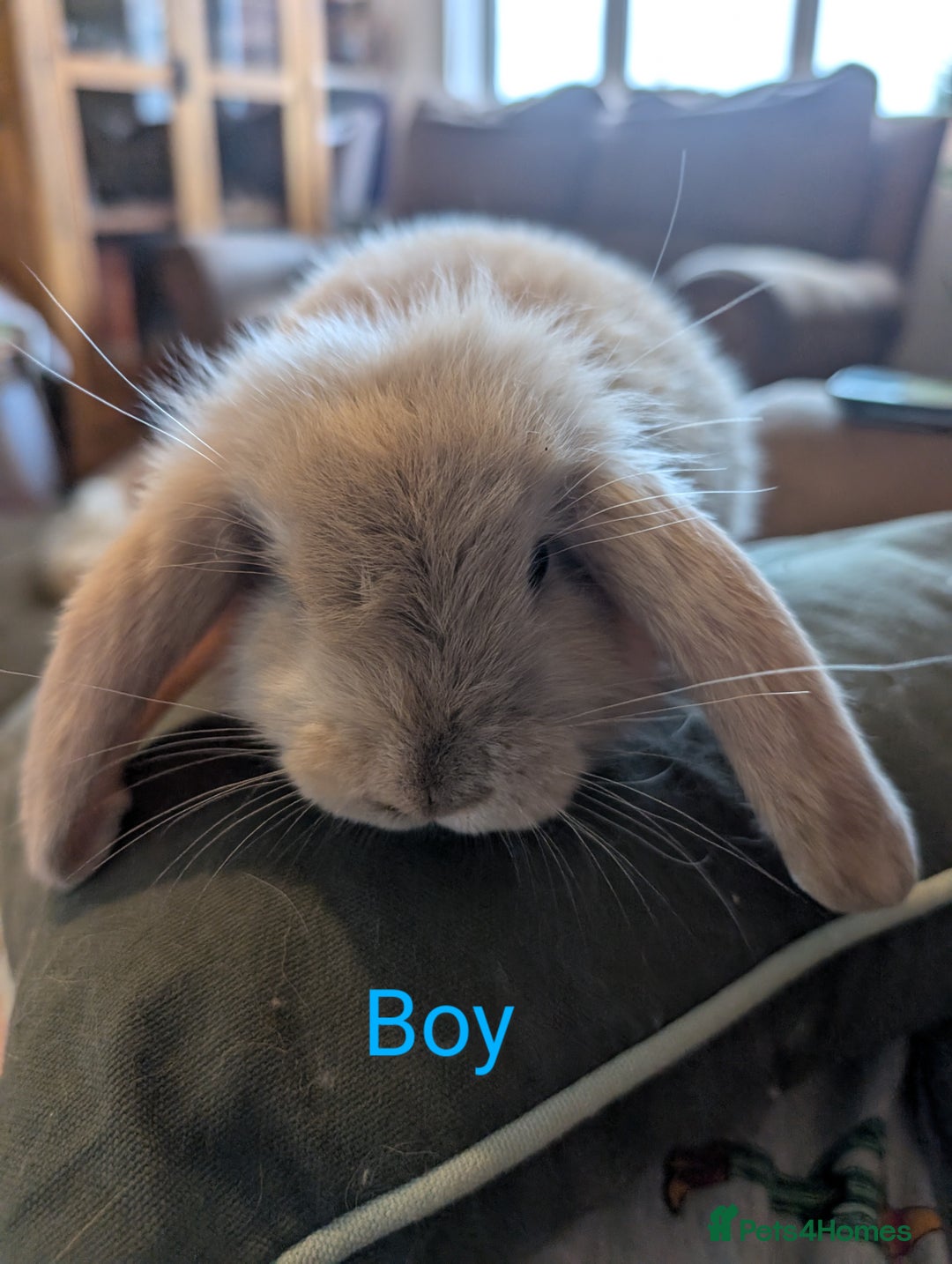 French Lop rabbits for sale: Magpie / Harli french lops  - Image 2