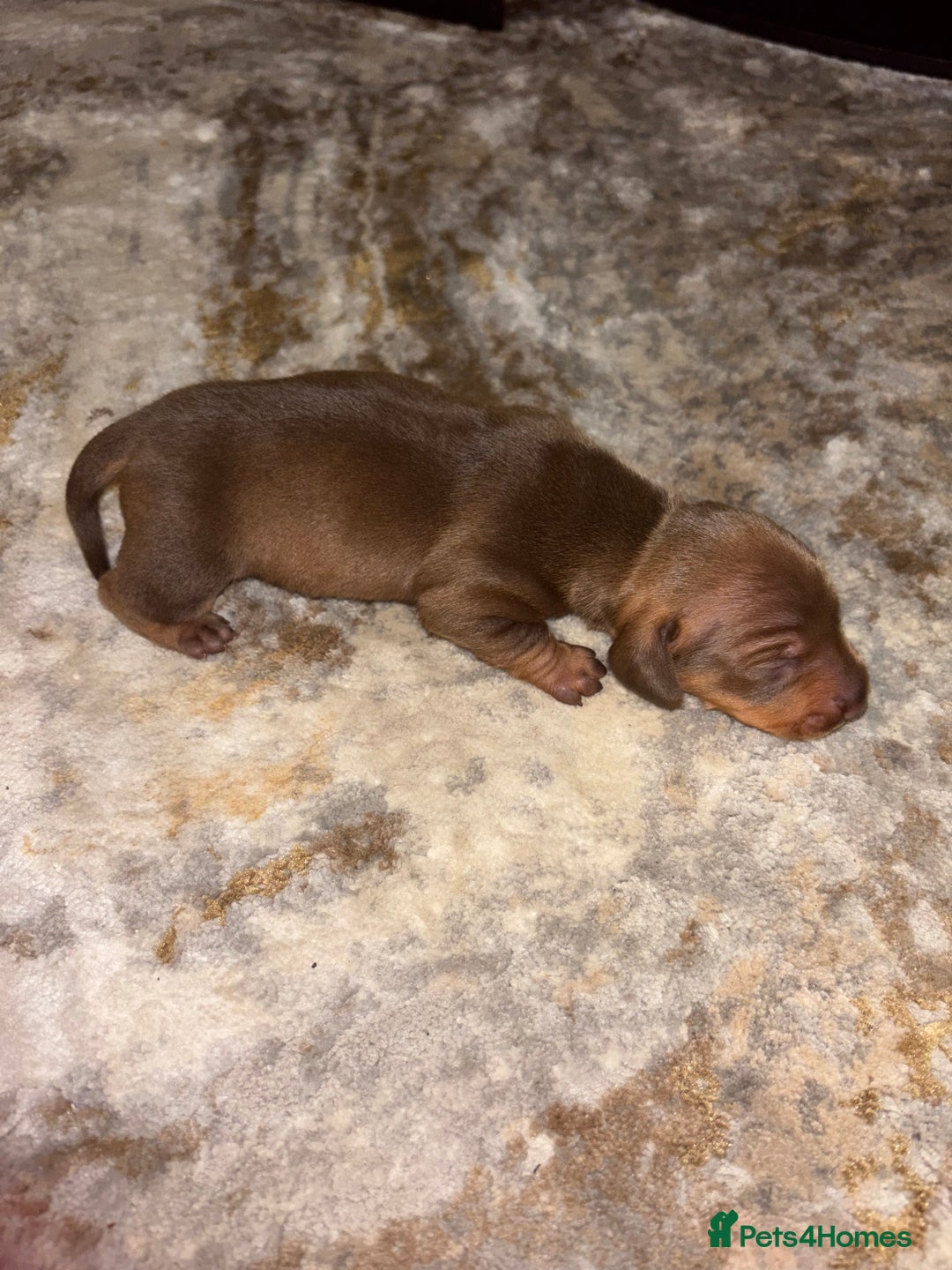Miniature Dachshund dogs for sale: Miniature dachshund  - Advert 6