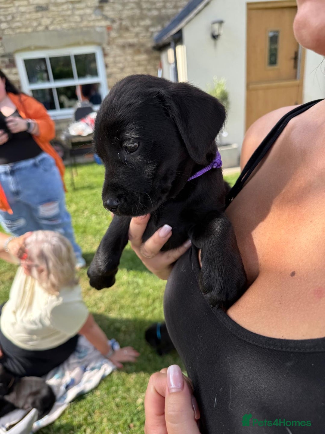 Labrador Retriever dogs for sale: KC Registered Black Labrador Pups 🐾 - Image 21