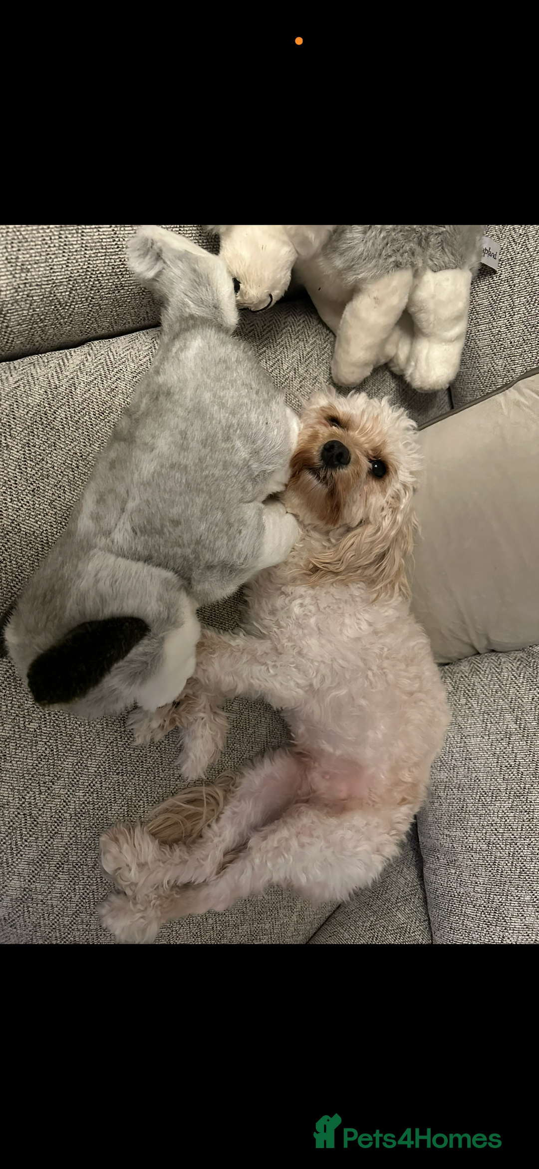 Cavapoo dogs for sale: Beautiful cavapoos - Advert 8