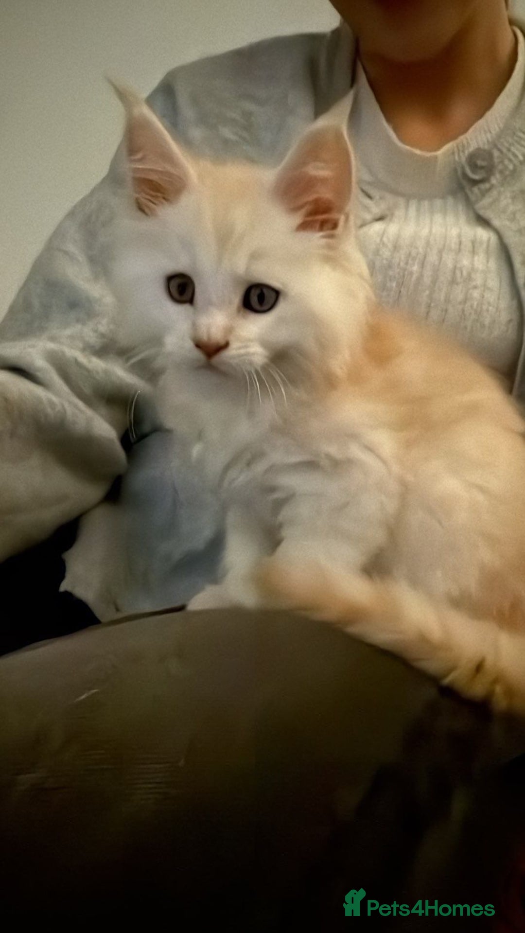 Maine Coon cats for sale: Stunning championship Maine coons for sale - Advert 30