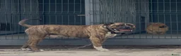 American Bulldog dogs for stud: Stud Bruno  - Advert 2