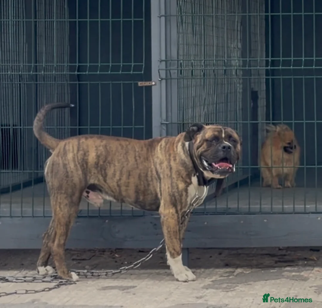 American Bulldog dogs for stud: Stud Bruno  - Advert 2