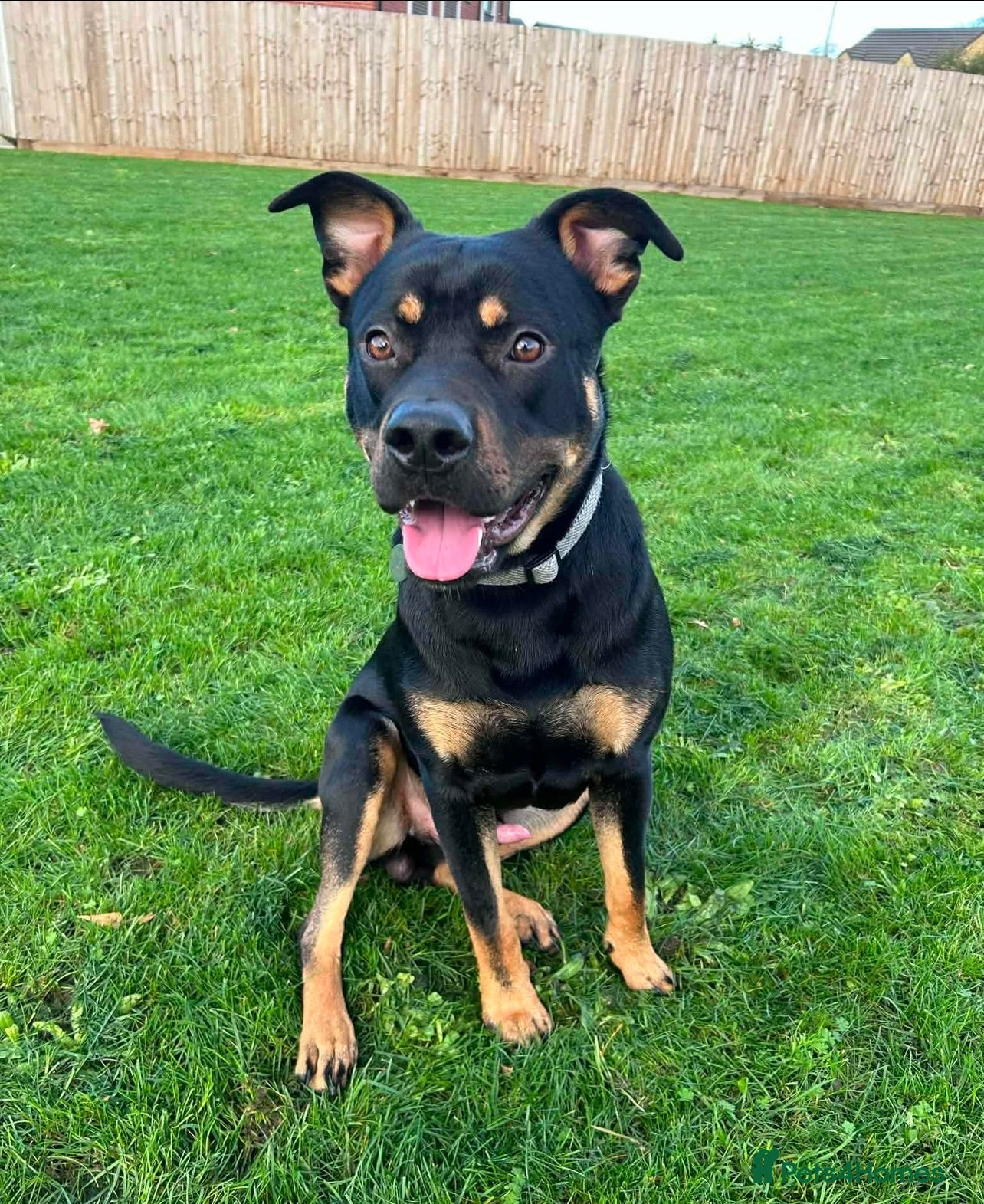 Mixed Breed dogs German Shepherd x Rottweiler x Pocket Bully - Advert 1