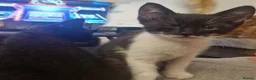 Mixed Breed cats for sale: Beautiful litter of kittens (READY NOW) - Advert 7