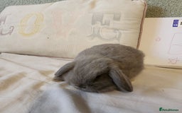 Mini Lop rabbits for sale: Stunning Mini Lop Bucks  - Image 4